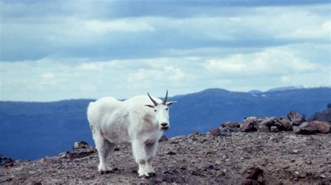 河北興隆山如何觀賞野生動物?